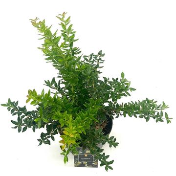 Berberis x frikartii 'Amstelveen'