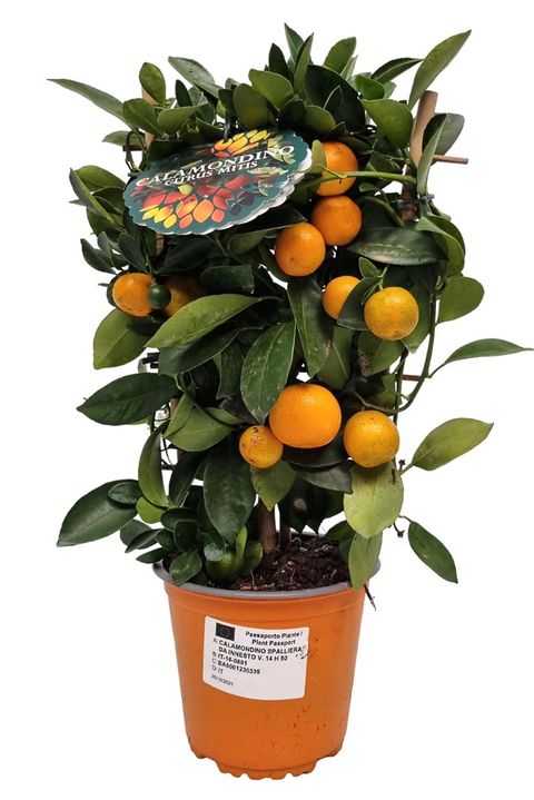 Citrus x microcarpa