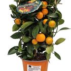 Citrus x microcarpa