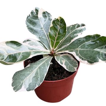 Ficus lyrata 'Variegata'