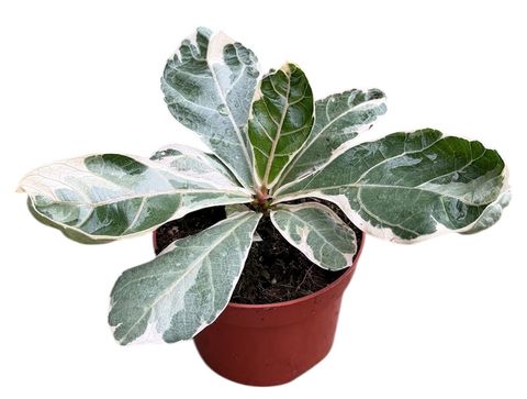 Ficus lyrata 'Variegata'