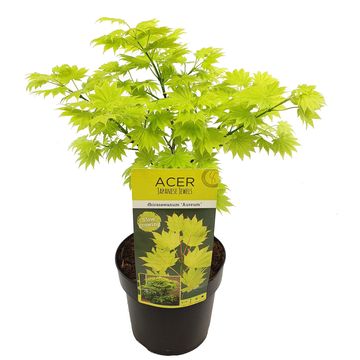 Acer shirasawanum 'Ауреум'