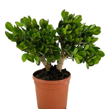 Crassula portulacea