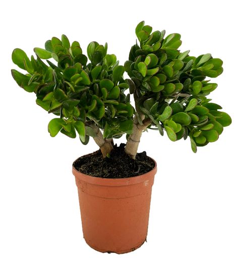 Crassula portulacea