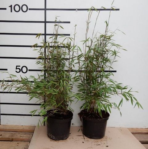 Fargesia nitida 'Volcano'