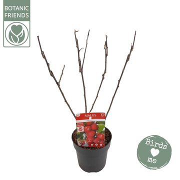 Malus transitoria APPLETINI