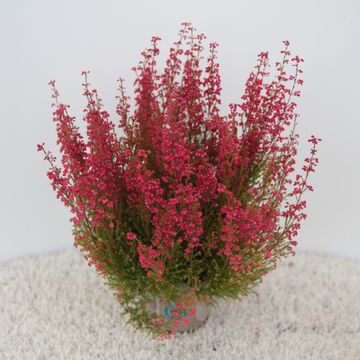 Erica gracilis