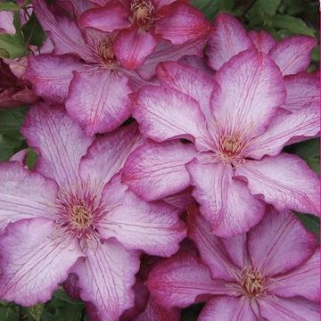 Clematis LIBERTY (EL)