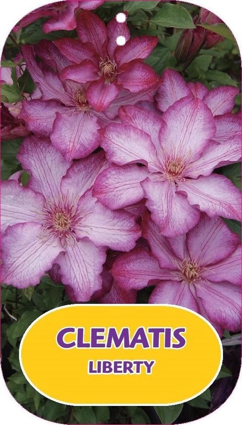 Clematis LIBERTY (EL)