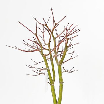 Acer palmatum 'Katsura'