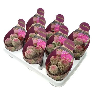 Echinocereus rigidissimus rubispinus