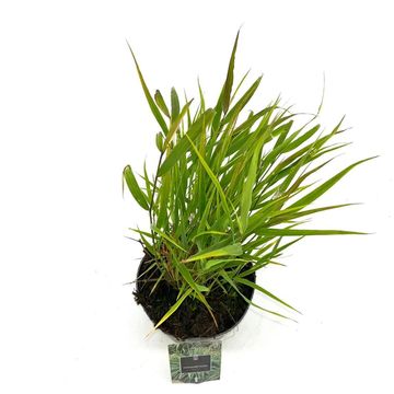 Hakonechloa macra