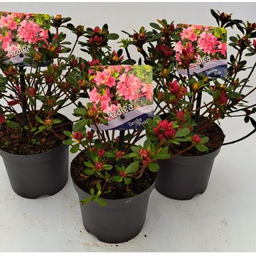 Rhododendron GEISHA PINK  (AJ)