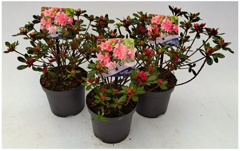 Rhododendron GEISHA PINK  (AJ)