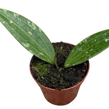 Hoya sp Loei