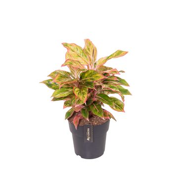 Аглаонема 'Jungle Nectarine'