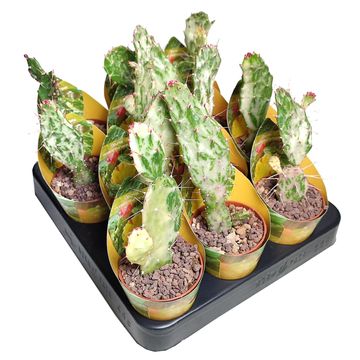 Opuntia monacantha variegata