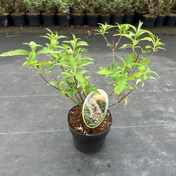 Buddleja davidii 'Вайт Профьюжн'