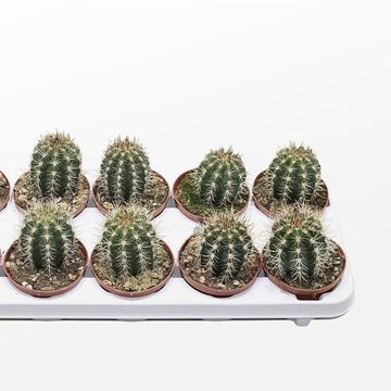 Coleocephalocereus goebelianus