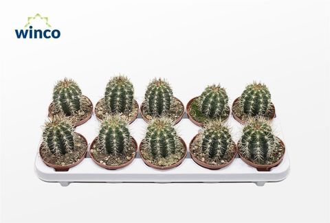 Coleocephalocereus goebelianus