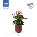 Anthurium ATLANTA BURGUNDY