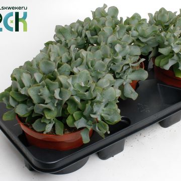 Crassula arborescens cristata