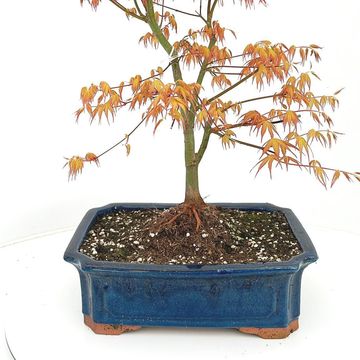 Acer palmatum 'Katsura'