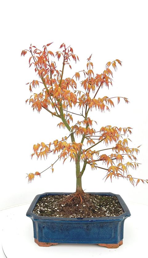 Acer palmatum 'Katsura'