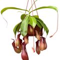 Nepenthes alata