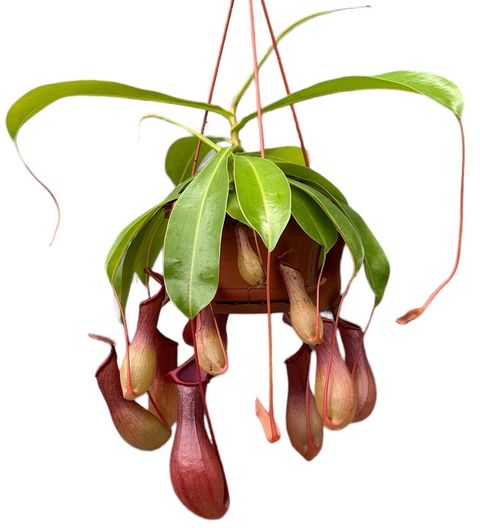 Nepenthes alata