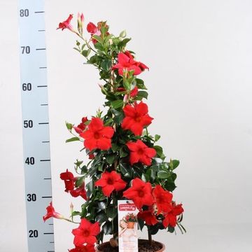 Mandevilla DIAMANTINA TOPAZE VERMILLION