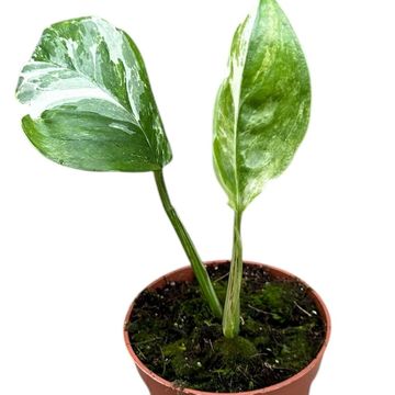 Monstera lechleriana 'Variegata'