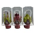 Sarracenia MIX