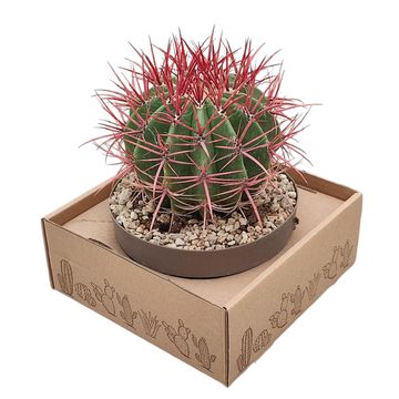 Ferocactus stainesii