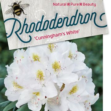 Rhododendron 'Cunningham's White'