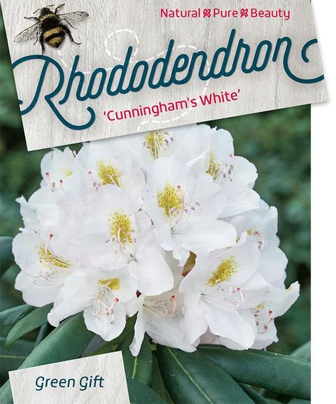 Rhododendron 'Cunningham's White'