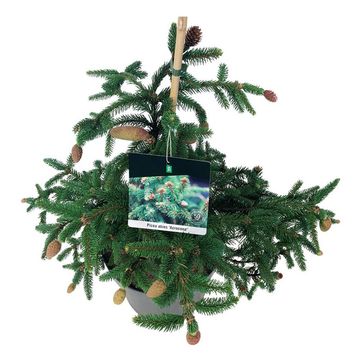 Picea abies 'Acrocona'