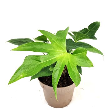 Anthurium podophyllum