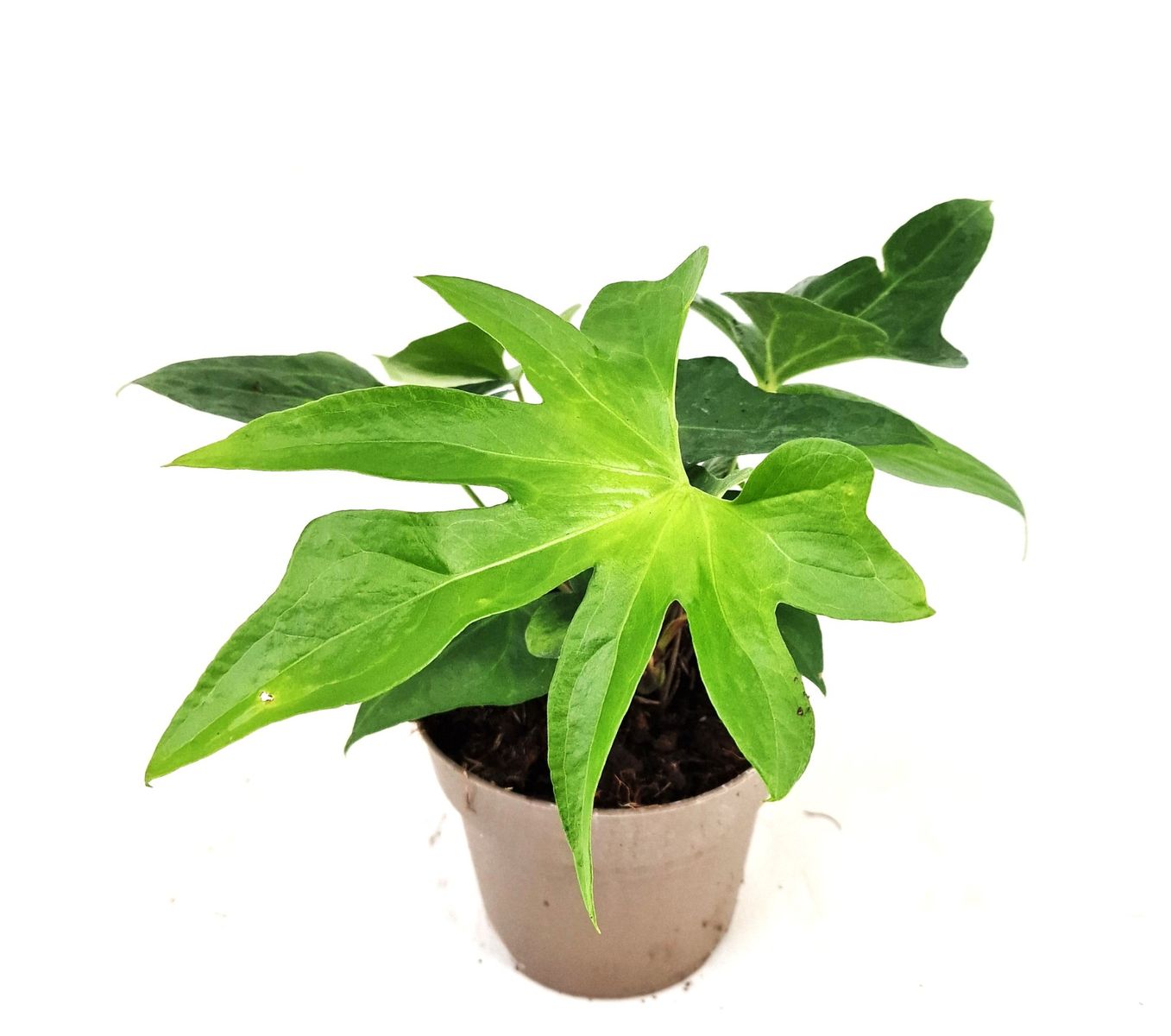 6” Anthurium Podophyllum main image 0