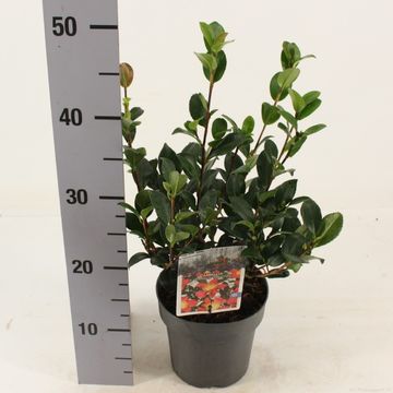 Camellia x vernalis 'Yuletide'