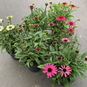 Echinacea purpurea MIX