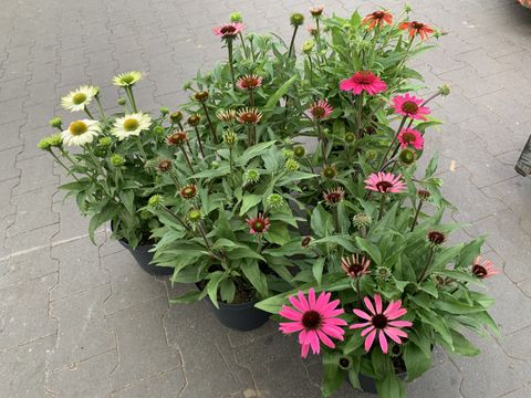 Echinacea purpurea MIX