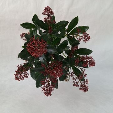 Skimmia japonica 'Rubella'