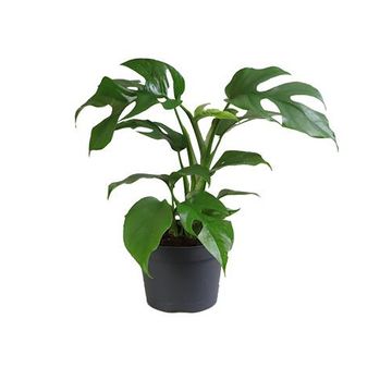 Philodendron 'Minima'