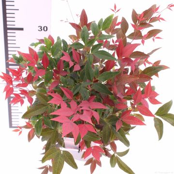 Nandina domestica OBSESSED