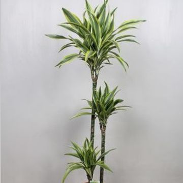 Dracaena fragrans 'Lemon Lime'