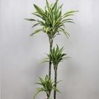 Dracaena fragrans 'Лемон Лайм'