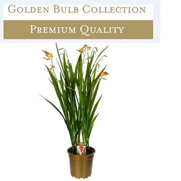 Crocosmia 'Carmine Brilliant'