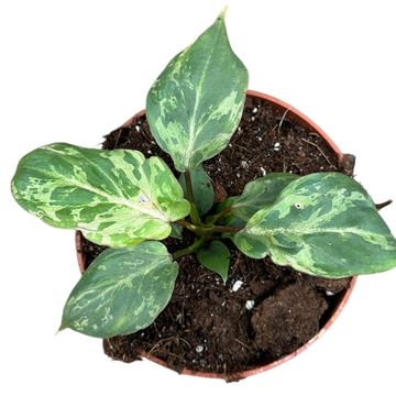 Philodendron gloriosum 'Snow Leopard'