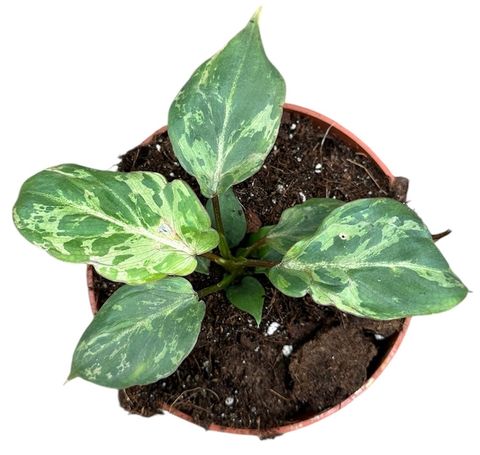 Philodendron gloriosum 'Snow Leopard'